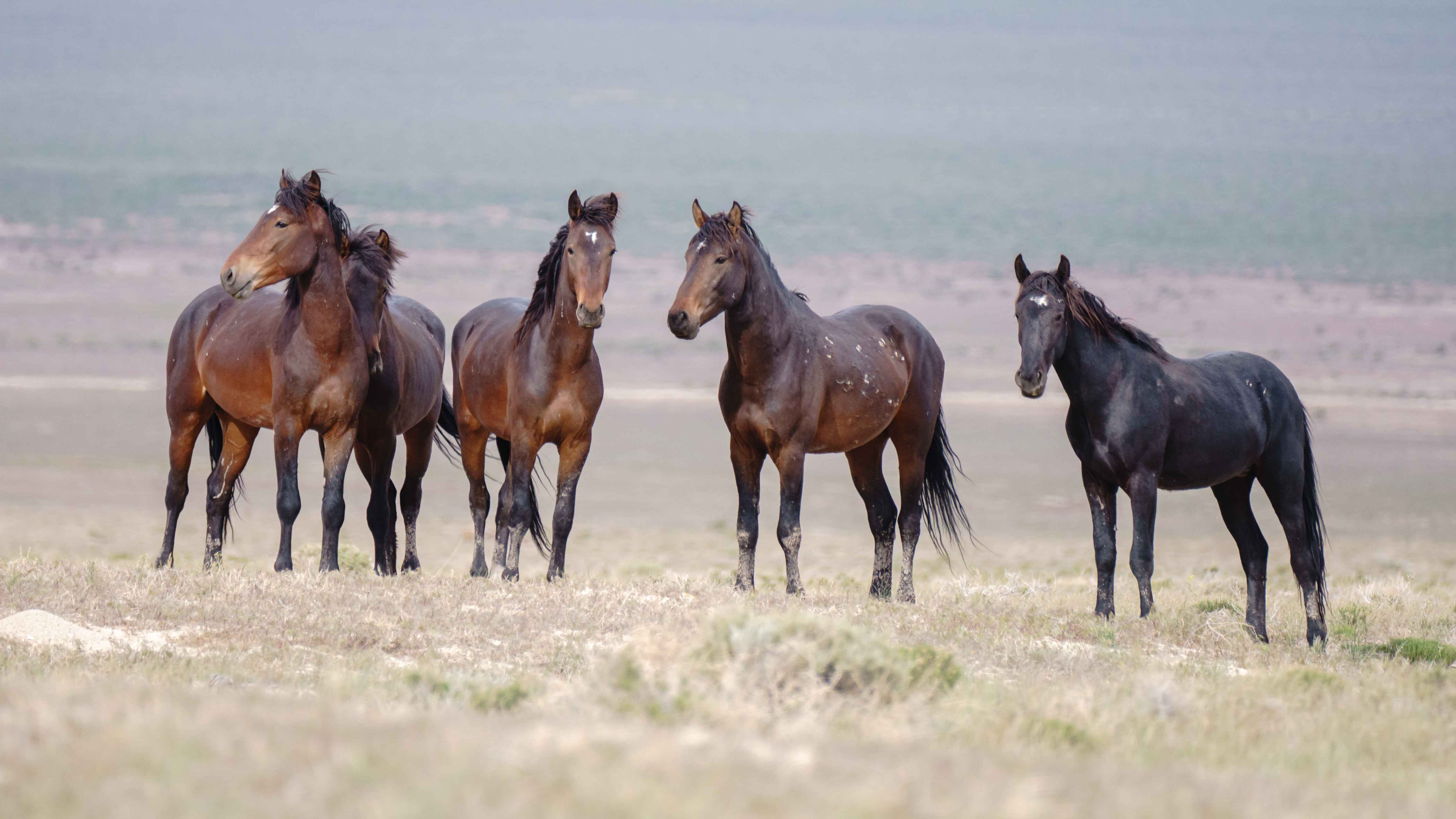 The Reality Of Wild Horse Roundups American Wild Horse Conservation